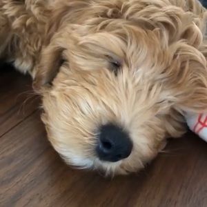 Meet your Posher, Heidi